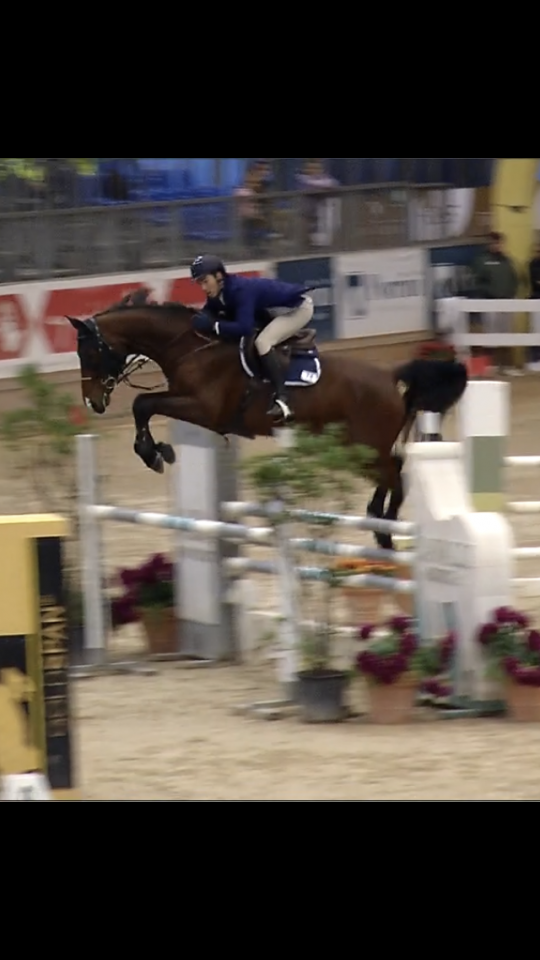 Vendesi cavallo salto