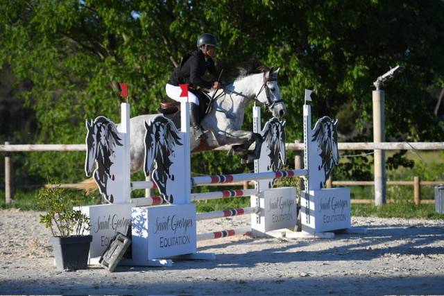 Cavalla Connemara In vendita 2017 Grigio