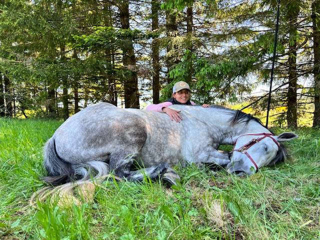 Cavalla Connemara In vendita 2017 Grigio