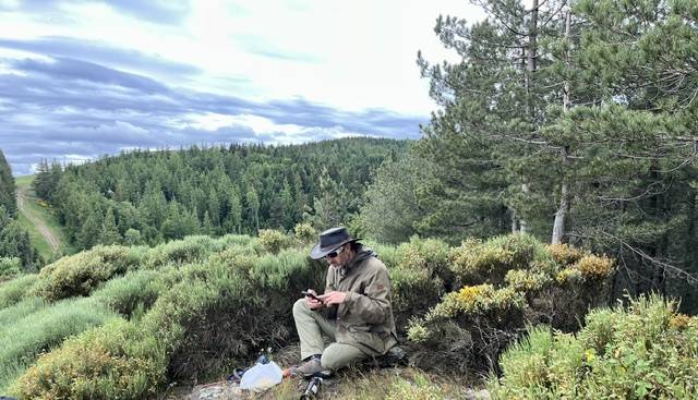 Cavalla Connemara In vendita 2017 Grigio