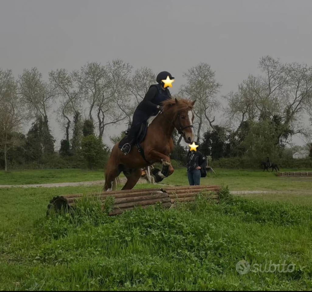 ✨ In vendita – Pony sportivo 7 anni, mantello Tobiano S