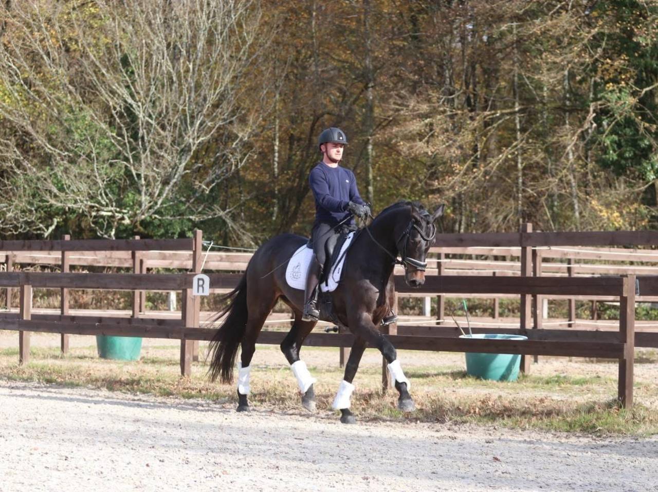 Cavalla Oldenburger In vendita 2020 Baio scuro ,  BERNAY