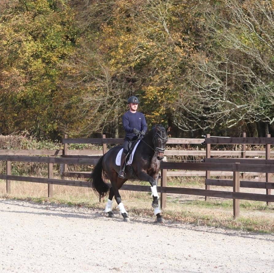 Cavalla Oldenburger In vendita 2020 Baio scuro ,  BERNAY