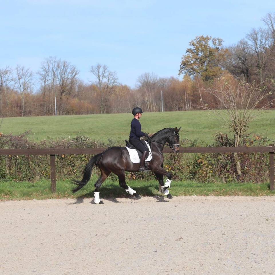 Cavalla Oldenburger In vendita 2020 Baio scuro ,  BERNAY