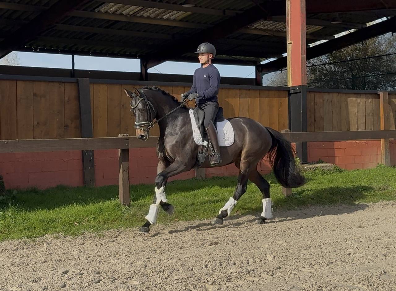 Cavalla Oldenburger In vendita 2020 Baio scuro ,  BERNAY