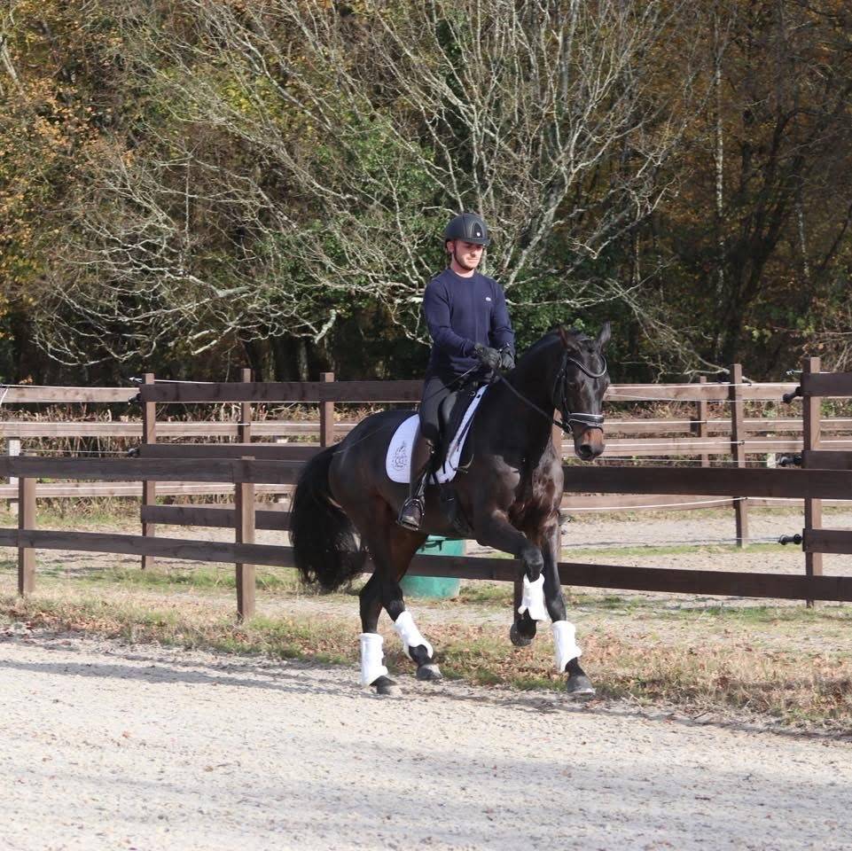 Cavalla Oldenburger In vendita 2020 Baio scuro ,  BERNAY