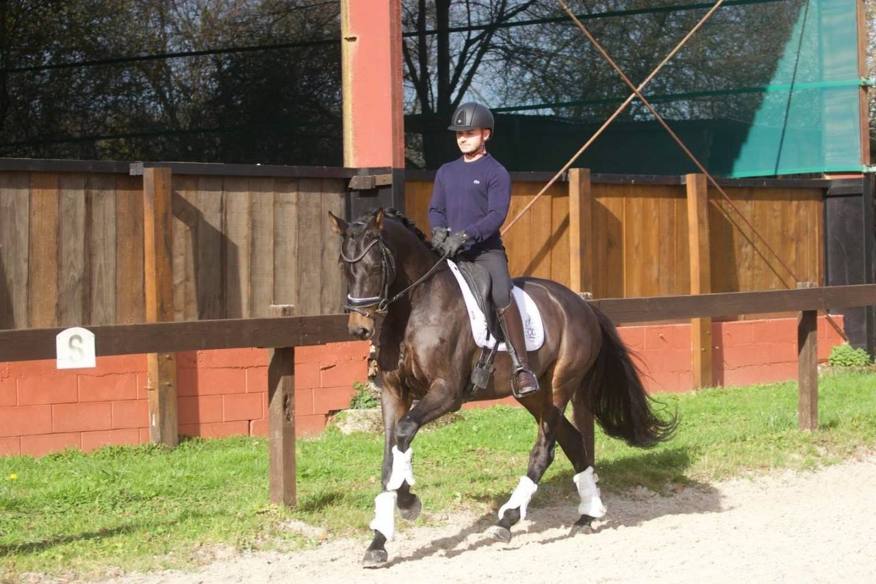 Cavalla Oldenburger In vendita 2020 Baio scuro ,  BERNAY