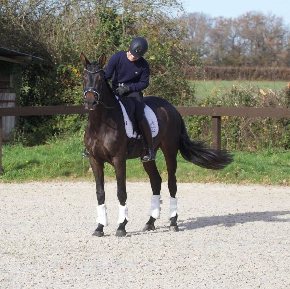 Cavalla Oldenburger In vendita 2020 Baio scuro ,  BERNAY