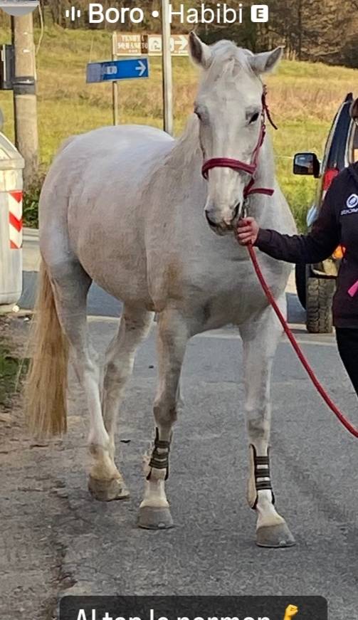 Cavalli per 1 e 2 grado