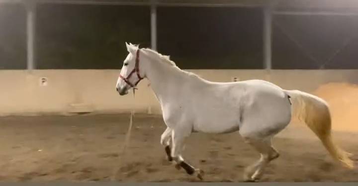 Cavalli per 1 e 2 grado