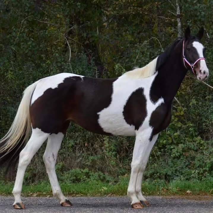 Cavalla Origine non conosciuta  In vendita 2020 Pezzato