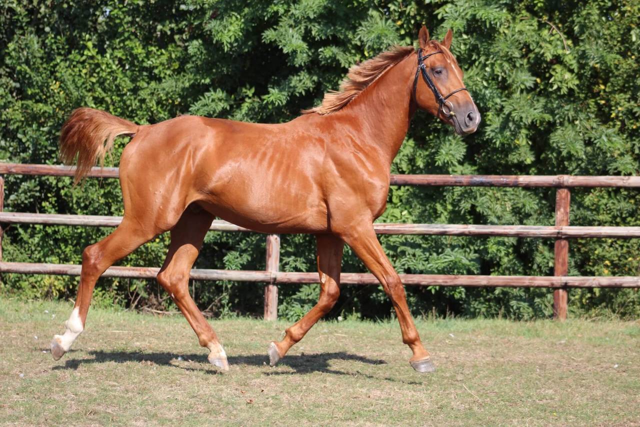 Castrone Sella Francese In vendita 2020 Sauro