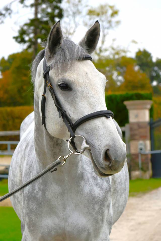 Cavalla Zangersheide In vendita 2019 Grigio ,  Continuum