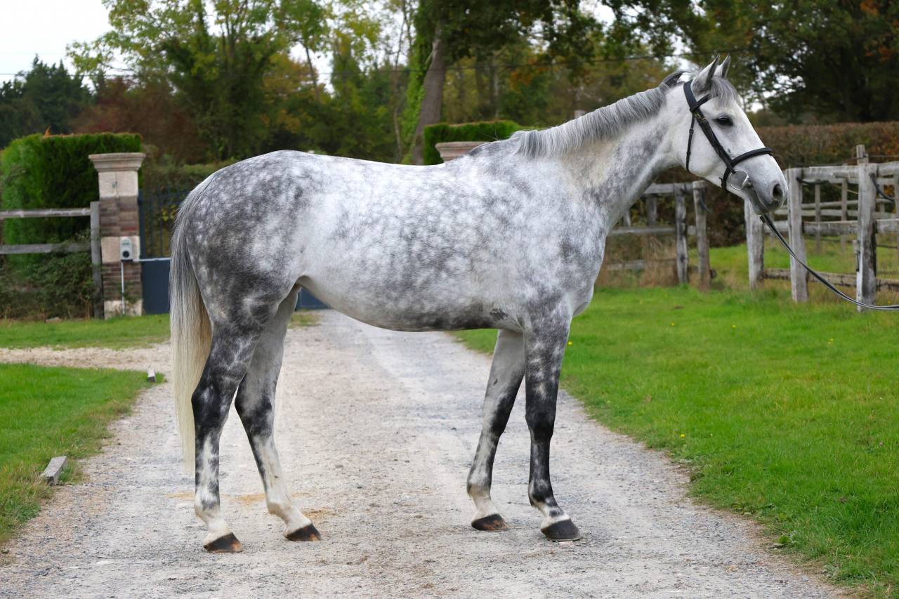 Cavalla Zangersheide In vendita 2019 Grigio ,  Continuum