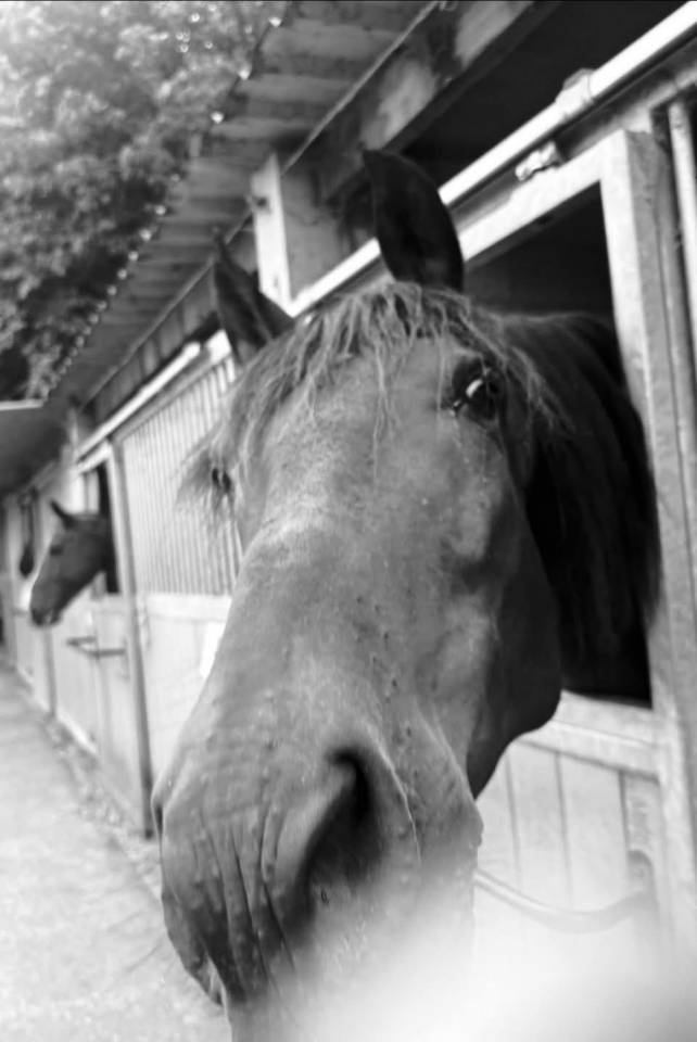 Castrone PRE Andaluso In vendita 2014 Baio scuro