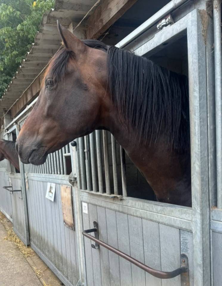 Castrone PRE Andaluso In vendita 2014 Baio scuro