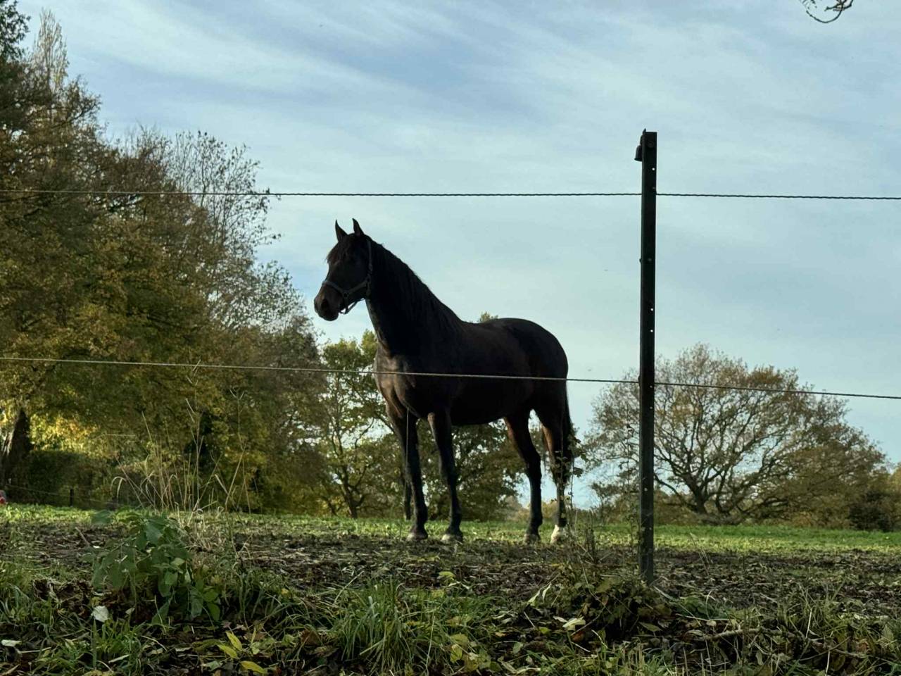 Castrone PRE Andaluso In vendita 2014 Baio scuro