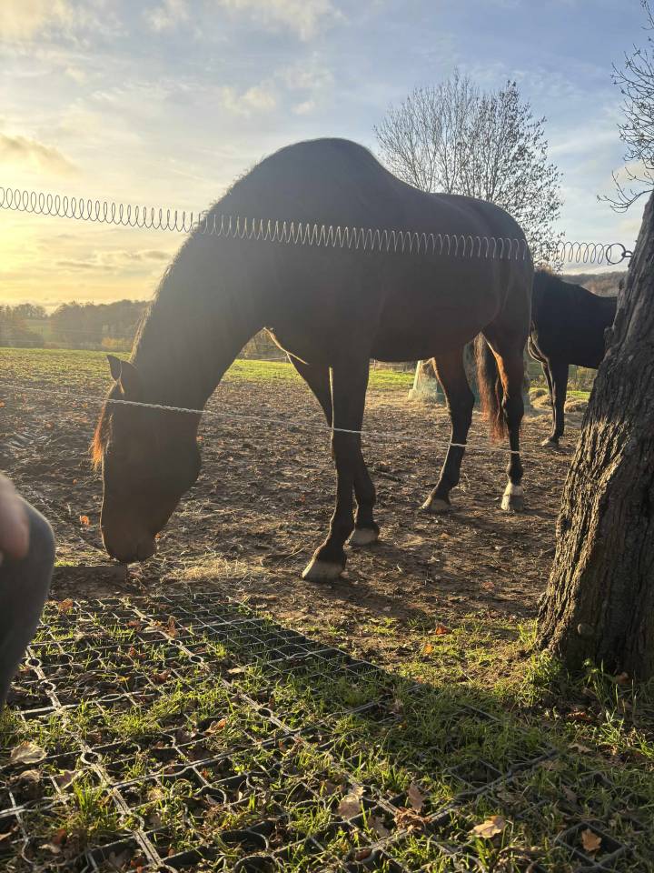 Castrone PRE Andaluso In vendita 2014 Baio scuro