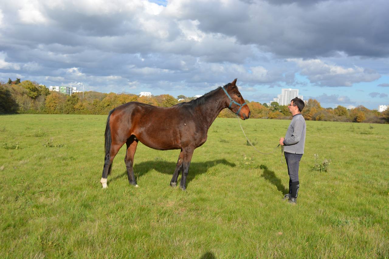 Castrone Sella Francese In vendita 2021 Baio