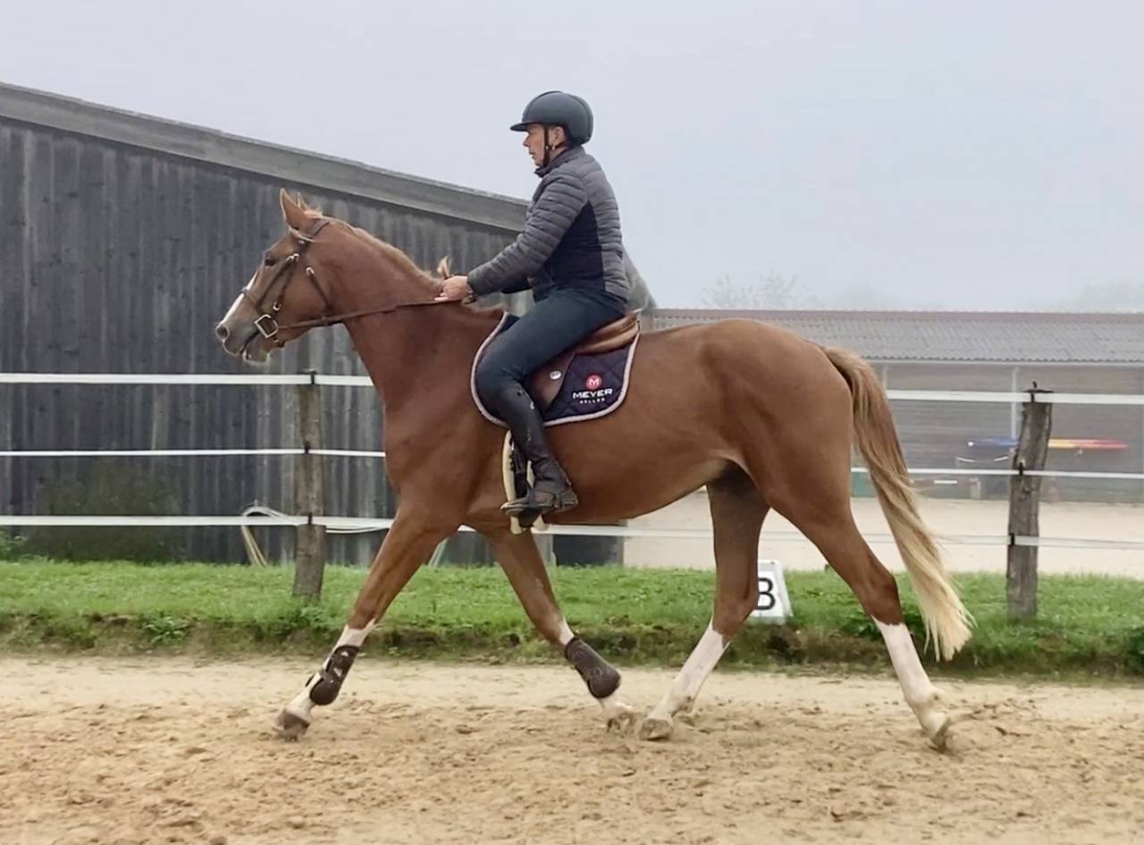 Castrone Sella Francese In vendita 2022 Sauro ,  Andiamo semilly