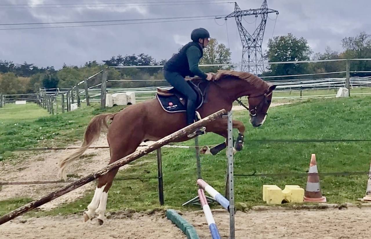 Castrone Sella Francese In vendita 2022 Sauro ,  Andiamo semilly