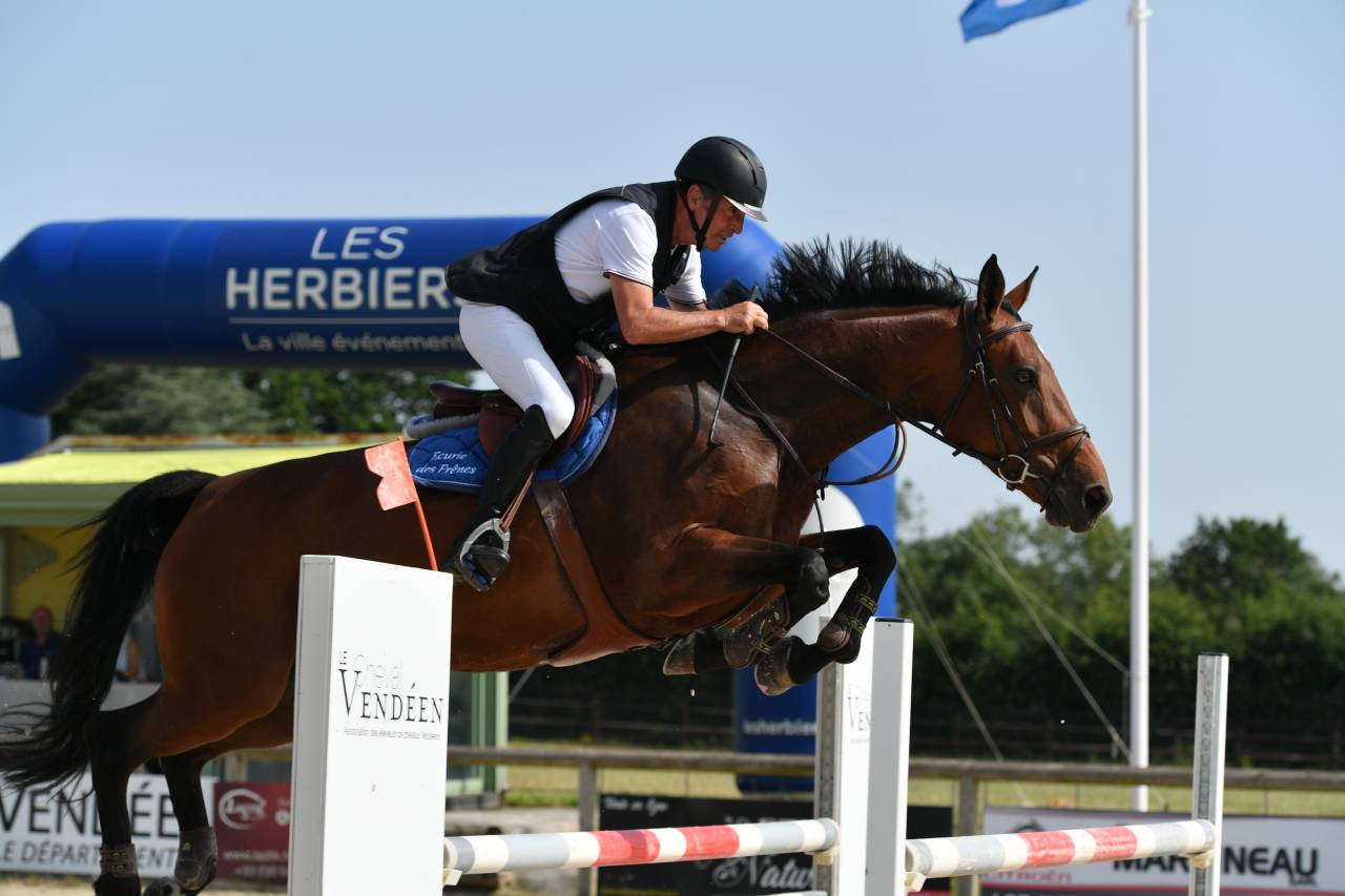 Cavalla Sella Francese In vendita 2016 Baio ,  URANO DE CARTIGNY