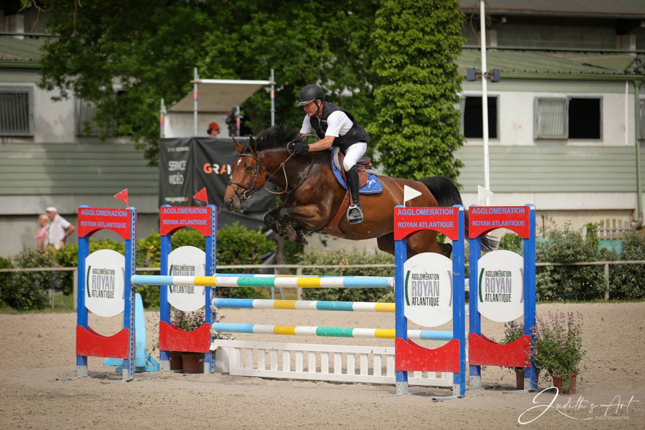 Cavalla Sella Francese In vendita 2016 Baio ,  URANO DE CARTIGNY