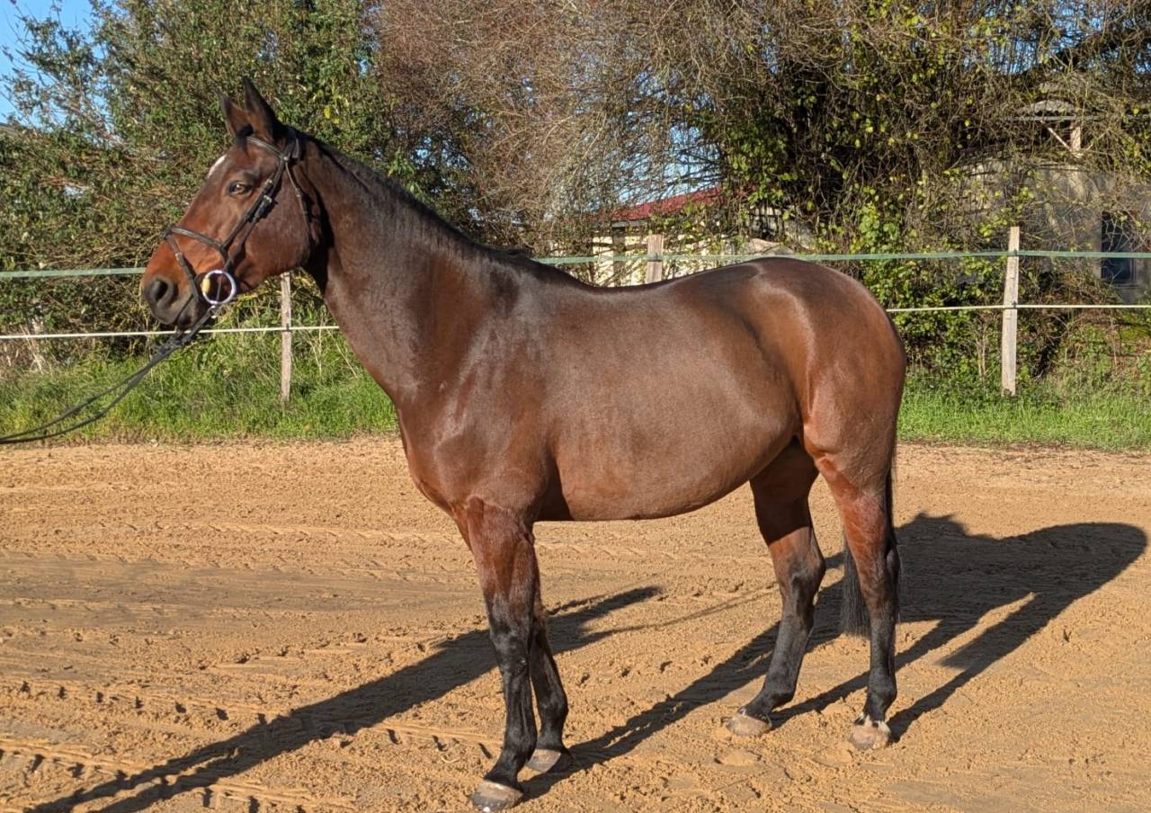 Cavalla Sella Francese In vendita 2016 Baio ,  URANO DE CARTIGNY