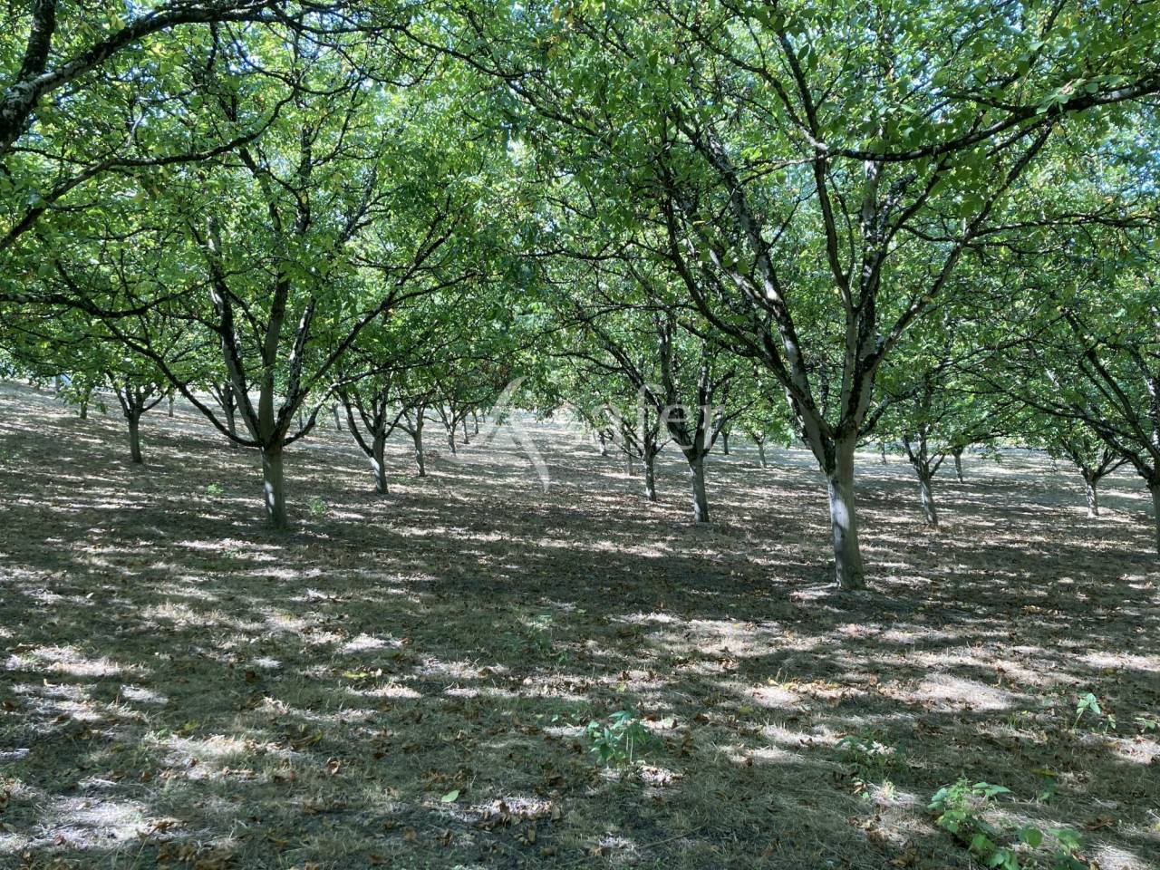 Azienda agricola In vendita Lot-et-Garonne