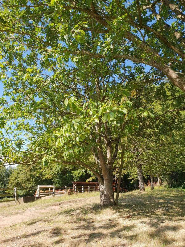 Proprietà equestre In vendita Orne