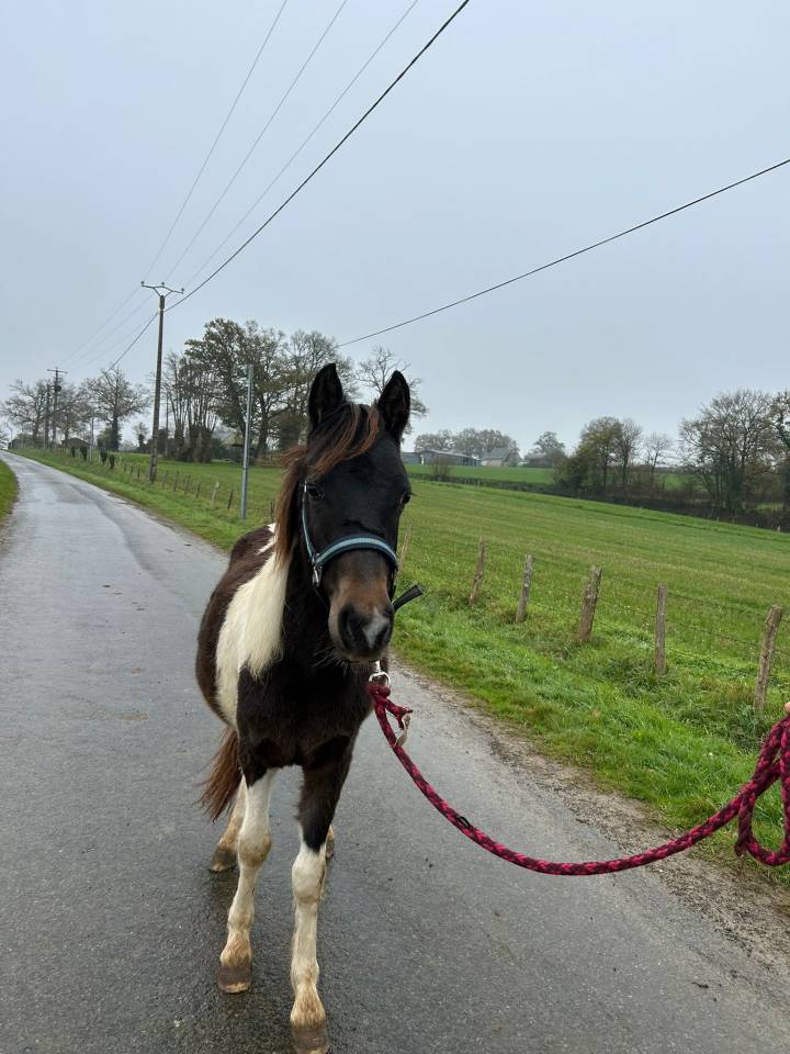 Intero Origine non conosciuta  In vendita 2024 Pezzato