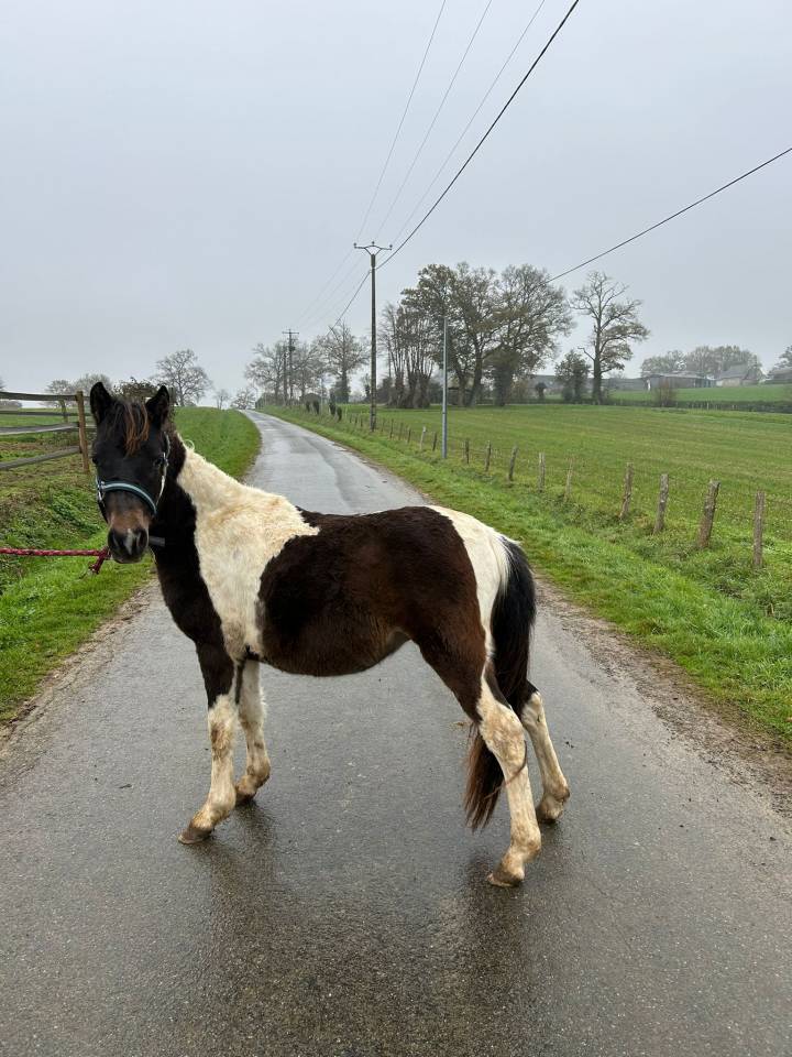 Intero Origine non conosciuta  In vendita 2024 Pezzato