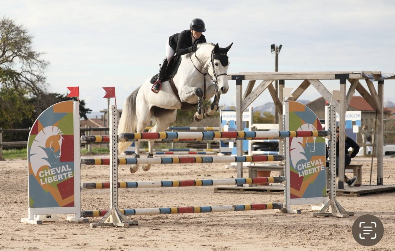 Cavalla Sella Francese In vendita 2019 Grigio