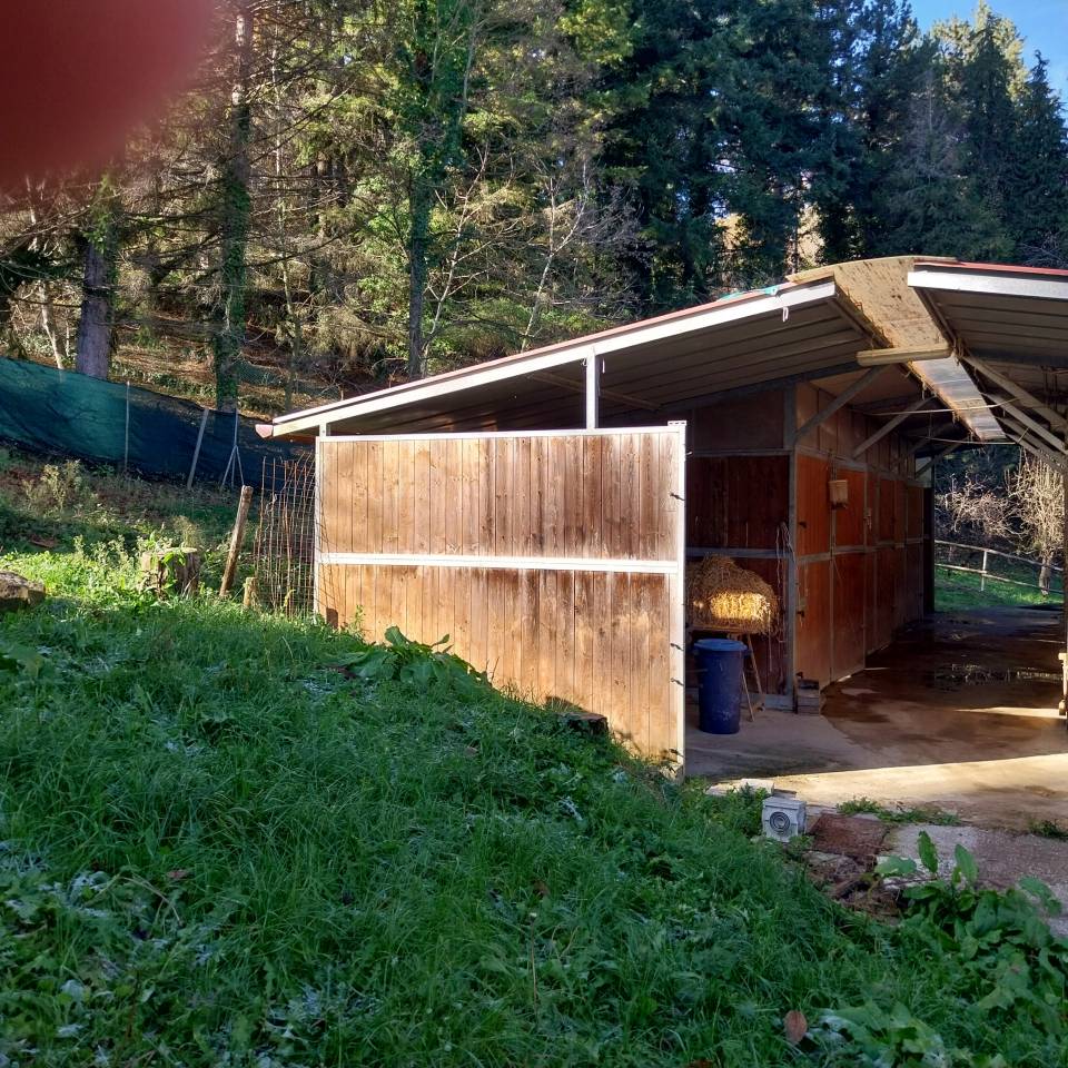 vendita box per cavalli