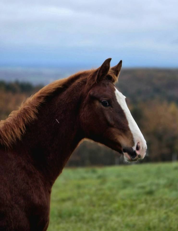 Puledro Sella Francese In vendita 2025 Sauro