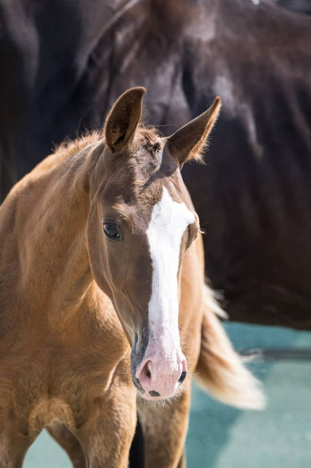 Puledro Sella Francese In vendita 2025 Sauro