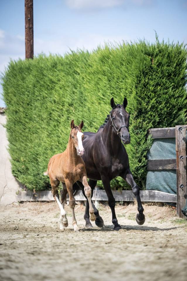 Puledro Sella Francese In vendita 2025 Sauro