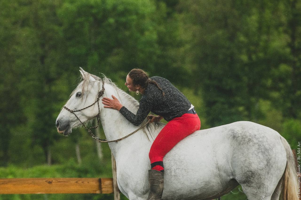 Cavalla PRE Andaluso In vendita 2018 Grigio