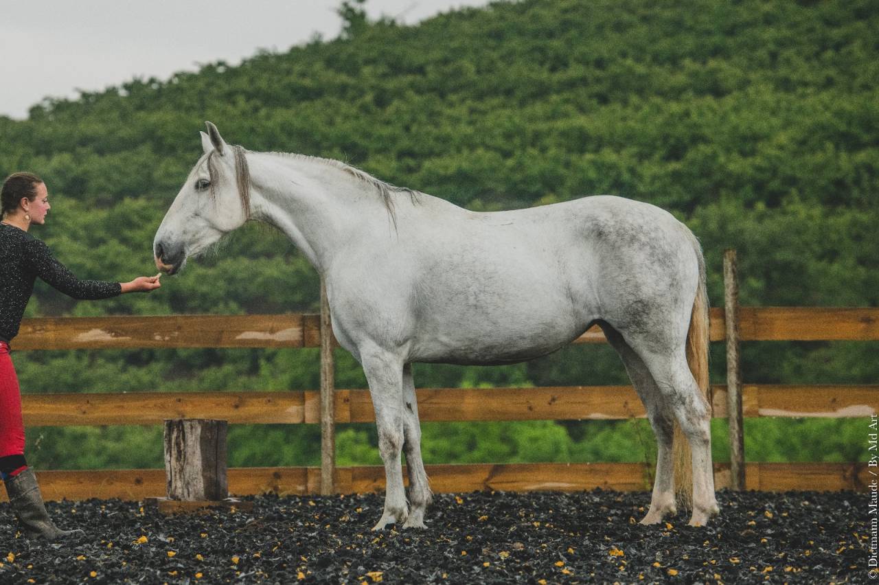 Cavalla PRE Andaluso In vendita 2018 Grigio