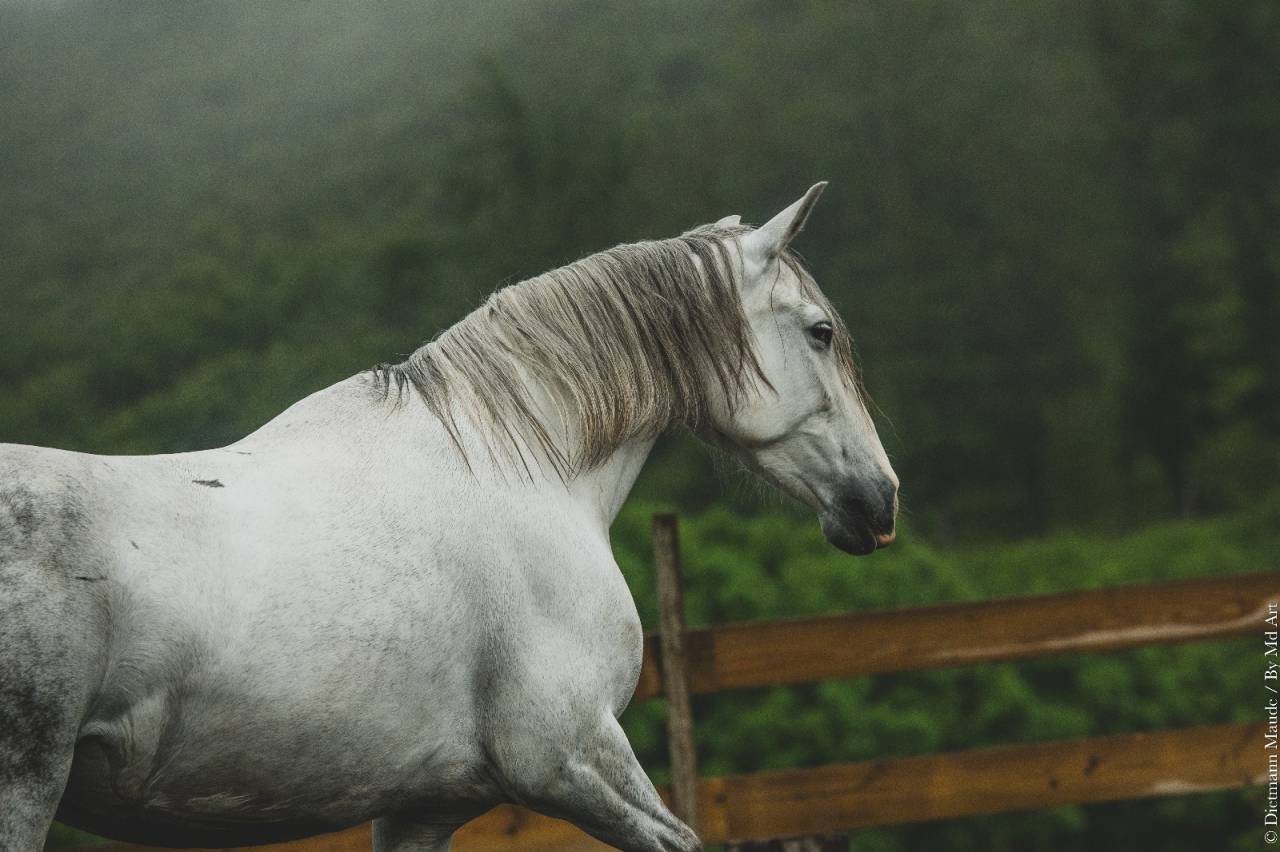 Cavalla PRE Andaluso In vendita 2018 Grigio