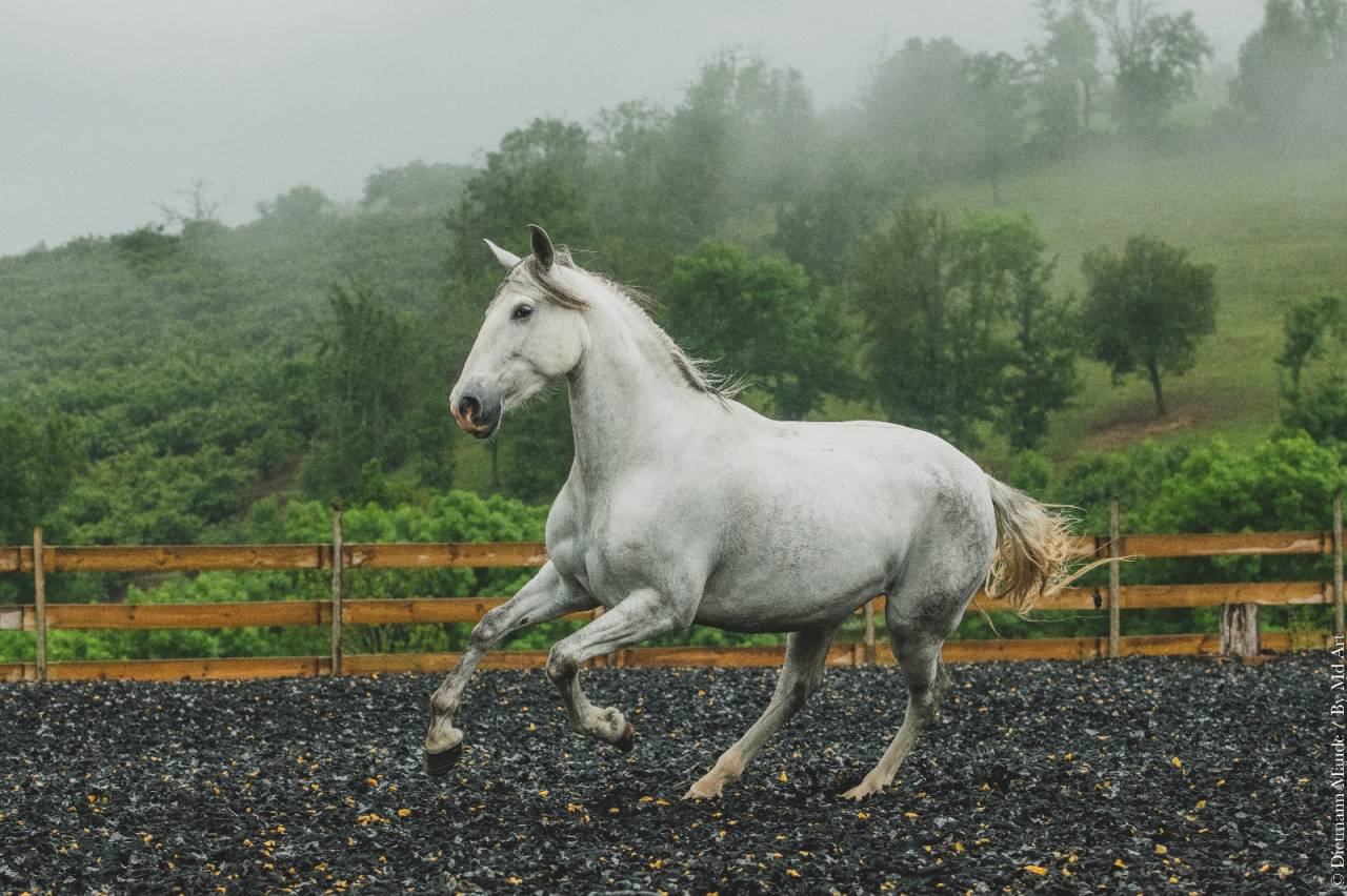Cavalla PRE Andaluso In vendita 2018 Grigio