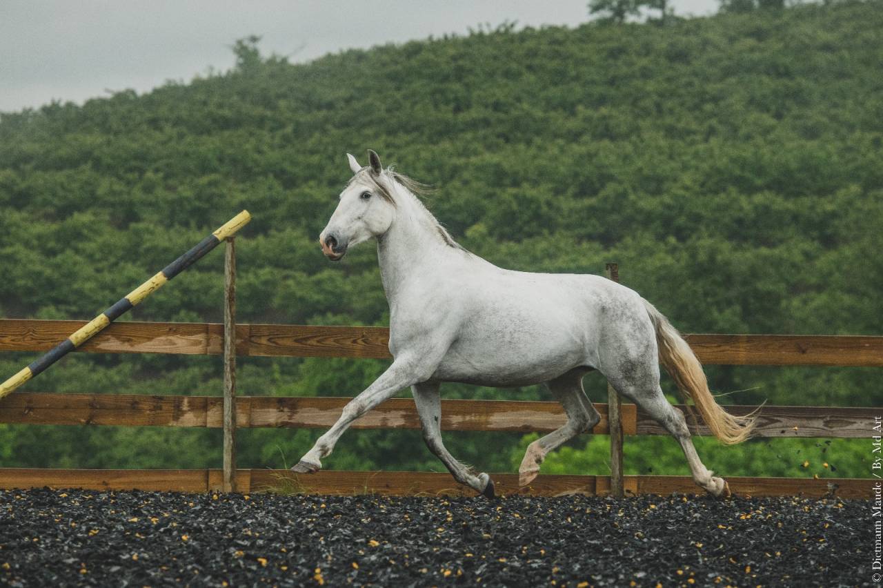 Cavalla PRE Andaluso In vendita 2018 Grigio