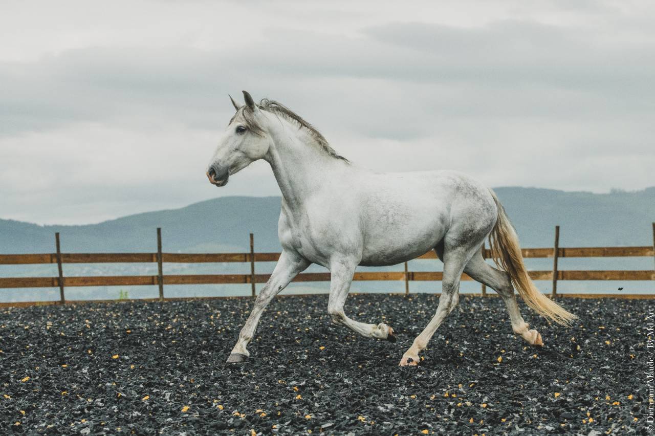 Cavalla PRE Andaluso In vendita 2018 Grigio