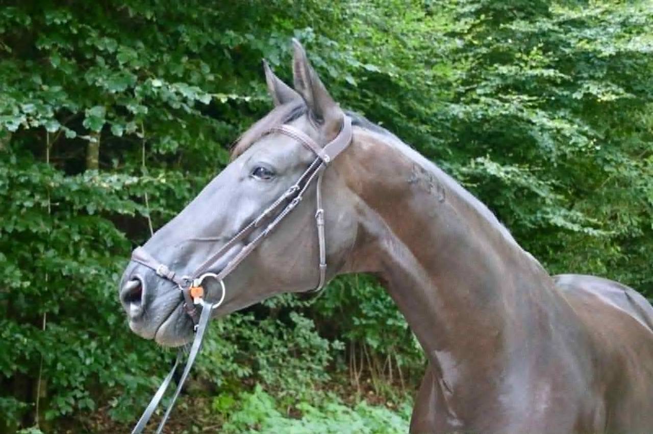 Cavalla CDF - Cavallo da dressage francese In vendita 2016 Nero