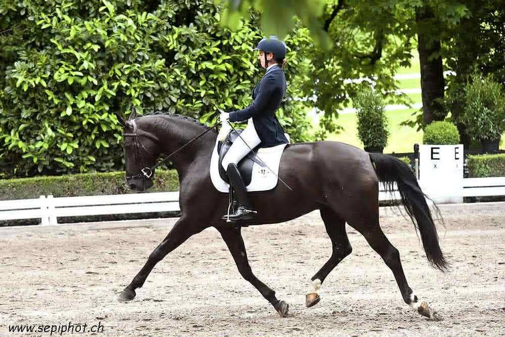 Cavalla CDF - Cavallo da dressage francese In vendita 2016 Nero