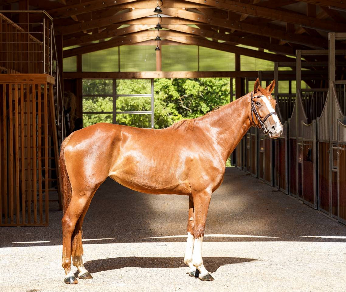 Cavalla Sella Francese In vendita 2022 Sauro