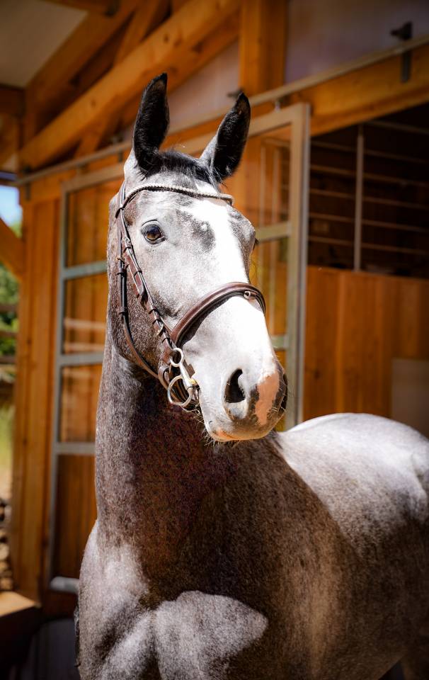 Cavalla Sella Francese In vendita 2022 Grigio