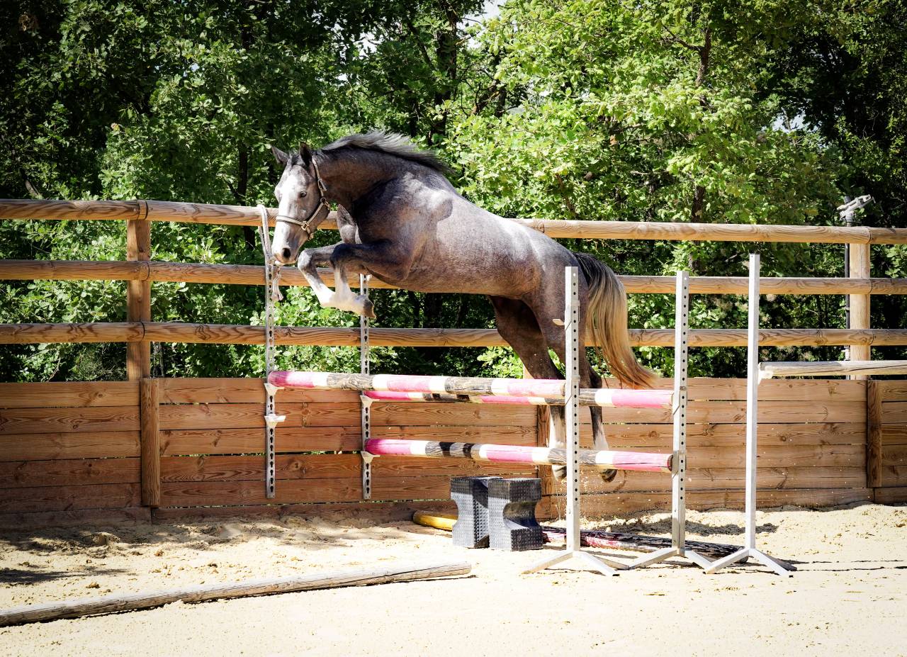 Cavalla Sella Francese In vendita 2022 Grigio