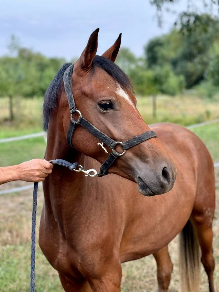 Cavalla New Forest In vendita 2022 Baio ,  Orlando de civery