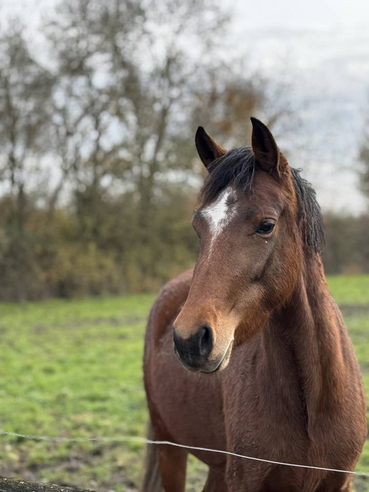 Cavalla New Forest In vendita 2022 Baio ,  Orlando de civery